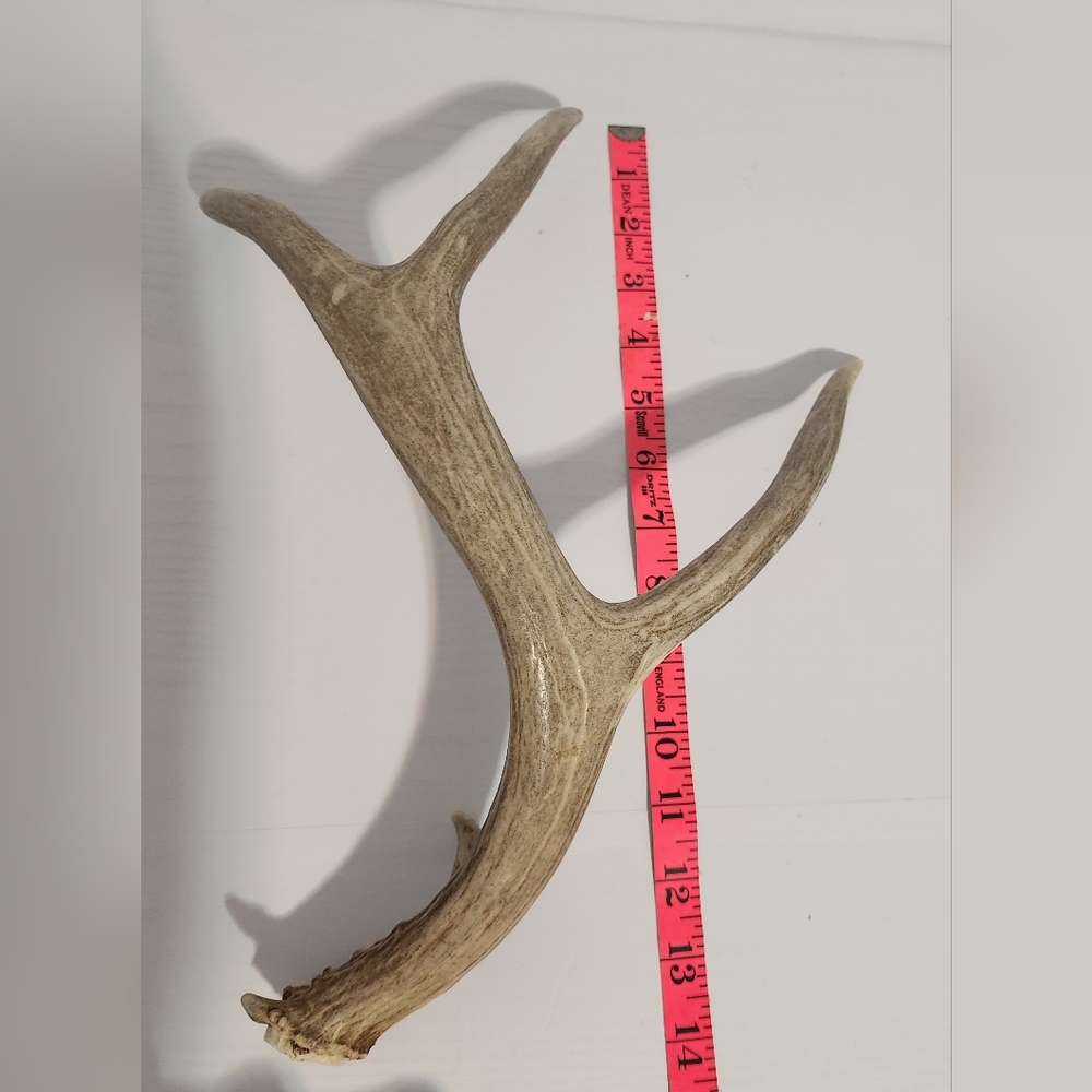 Naturally Shed 3 point Colorado Mule Deer 14"long